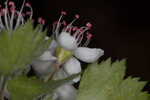 Parsley hawthorn